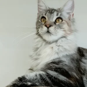 Maverick black tortoise smoke blotched tabby Maine Coon girl