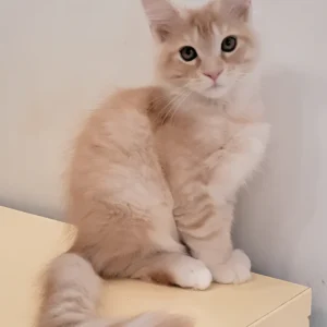 red spotted tabby Maine Coon