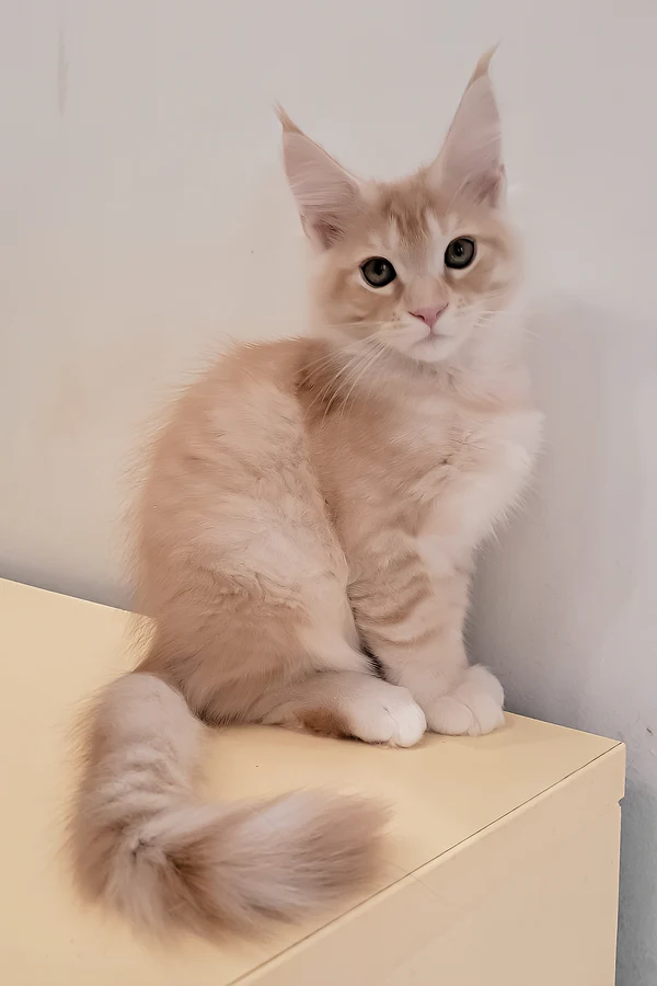 red spotted tabby Maine Coon