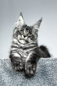 Darco - black silver classic tabby