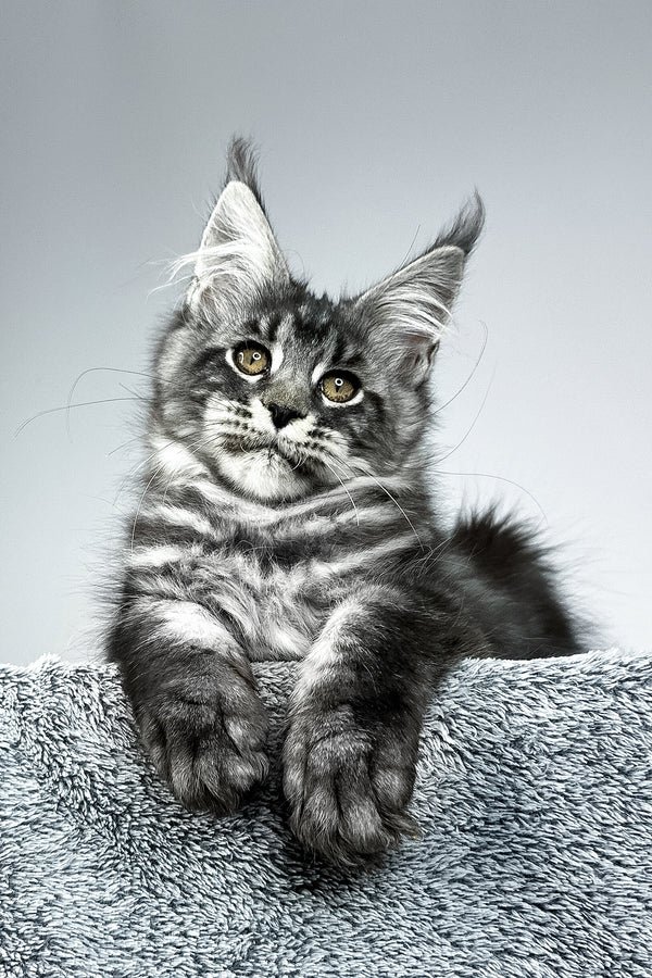 Darco Black Silver Maine Coon For Sale