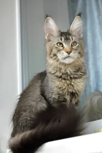 Harvy - black ticked tabby