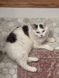 Sir Love Bug - Coat Color Unknown