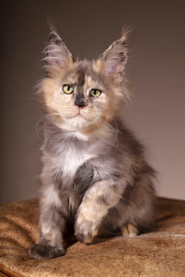 JayZ Black Tortoise Marble Maine Coon Rescue for Adoption
