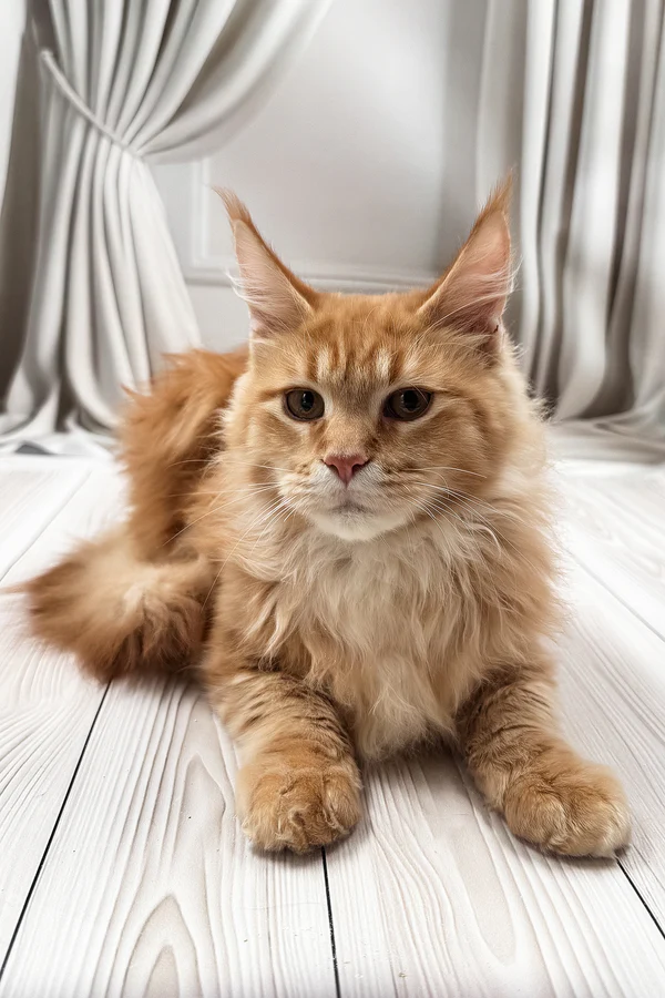 Jerald Male Red Maine Coon For Sale