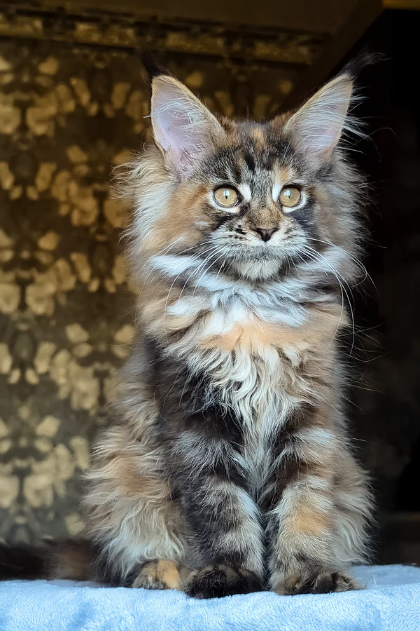 Legion Blotched Tabby Maine Coon Rescue for Adoption