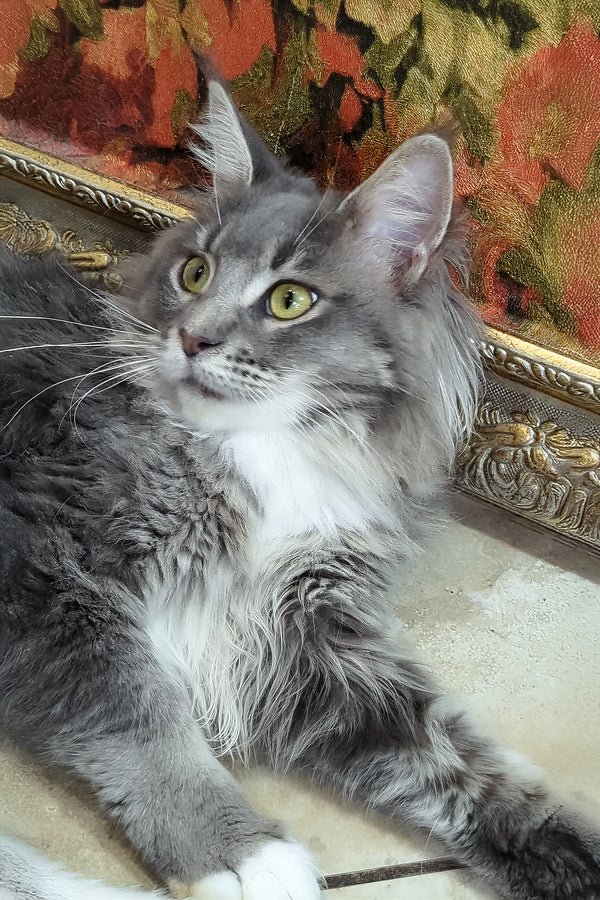 Mary Female Blue Bicolor Maine Coon For Sale