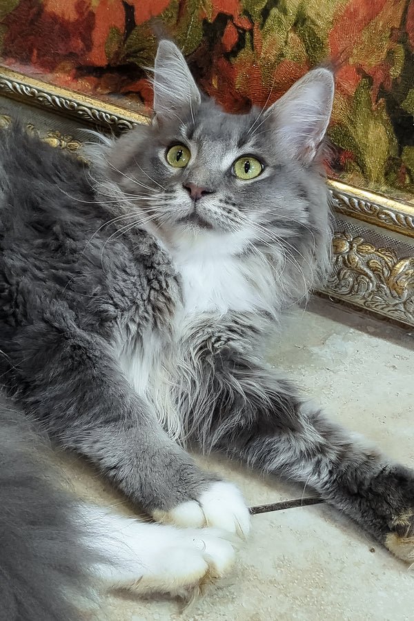 Mary | Female Blue Blotched Tabby Bicolor Maine Coon Kitten For Sale ...
