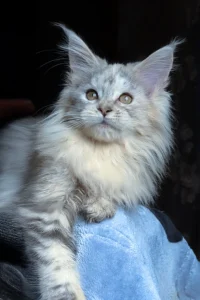 Orlov - black tortoise smoke blotched tabby