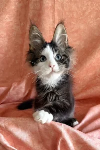 Platoon - black ticked tabby with white