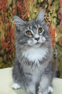 Tilly - blue ticked tabby bicolor