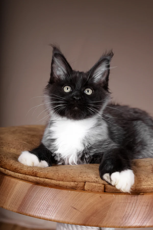 Yolly Black Bicolor Polydactyl Maine Coon Rescue For Adoption