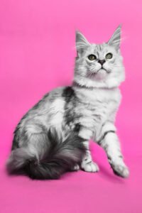 Sadik - black silver classic tabby