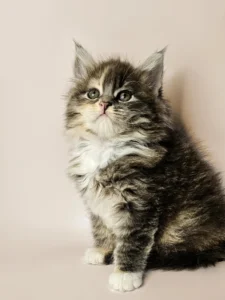 Wallis - blue tortoise