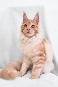 Zyn - Red Smoke Blotched Tabby