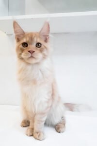 Reign - Red Smoke Spotted Tabby