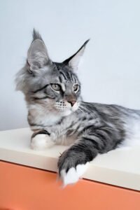 Veda - Black Smoke Spotted Tabby
