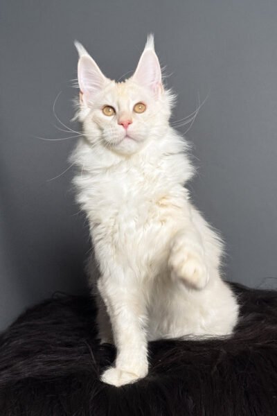 Riverr — Red Smoke Shaded Maine Coon — photo 2