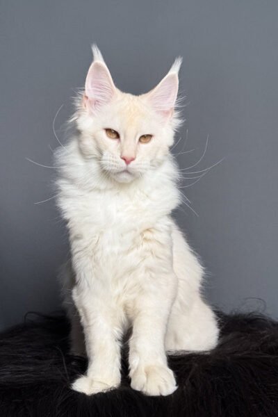 Riverr — Red Smoke Shaded Maine Coon — photo 3