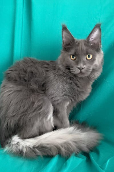 Canyon — Blue Maine Coon — photo 3
