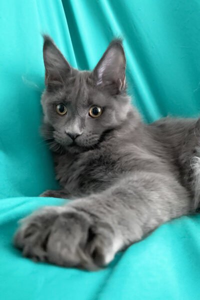 Canyon — Blue Maine Coon — photo 2