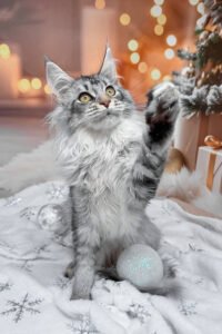 Ashen - Black Smoke Ticked Tabby