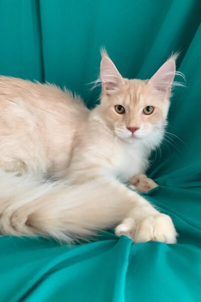 Moss — Cream Silver Marble Maine Coon — photo 3