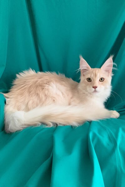 Moss — Cream Silver Marble Maine Coon — photo 2