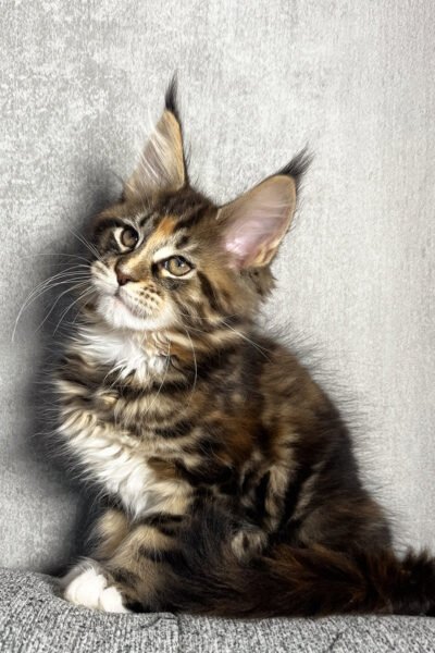 Blitz — Brown Tortoise Classic Tabby Maine Coon — photo 3