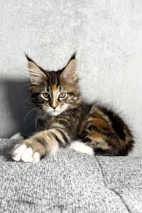 Blitz - Brown Tortoise Classic Tabby