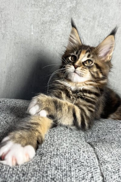 Blitz — Brown Tortoise Classic Tabby Maine Coon — photo 2