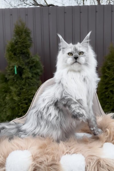 Dune — Black Smoke Maine Coon — photo 2