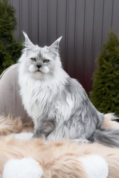 Dune — Black Smoke Maine Coon — photo 3