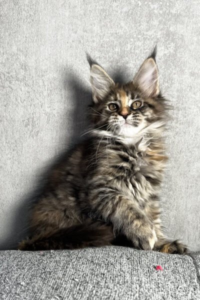 Vexon — Brown Tortoise Mackerel Maine Coon — photo 3
