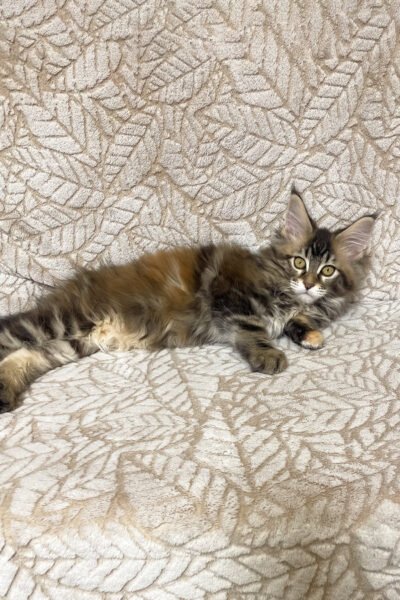 Trixitan — Black Tortoise Marble Maine Coon — photo 3