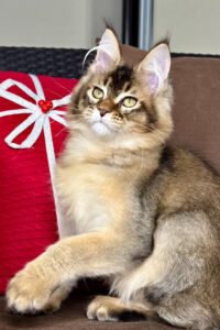 Beara - Black Golden Ticked Tabby