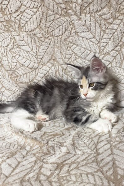 Kodaq — Black Tortoise Silver Marble Maine Coon — photo 3