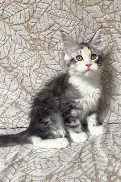 Kodaq — Black Tortoise Silver Marble Maine Coon — photo 2