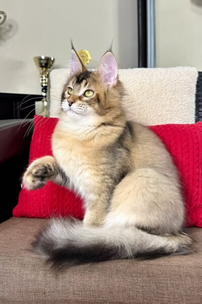 Beara — Black Golden Ticked Tabby Maine Coon — photo 3