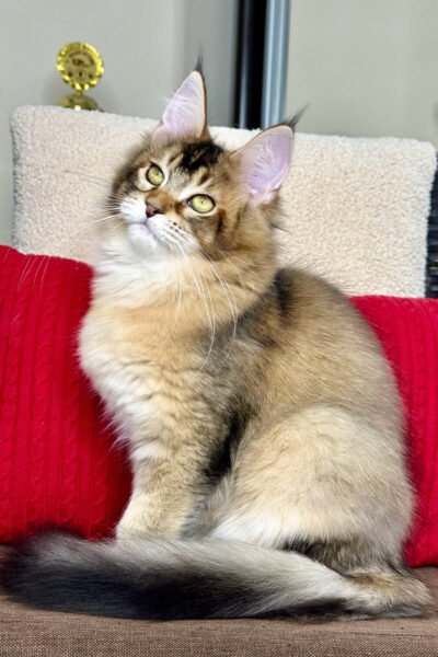 Stormzy — Black Golden Ticked Tabby Maine Coon — photo 3