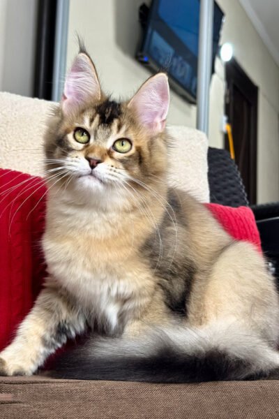 Beara — Black Golden Ticked Tabby Maine Coon — photo 2