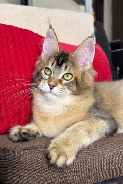 Stormzy — Black Golden Ticked Tabby Maine Coon — photo 2