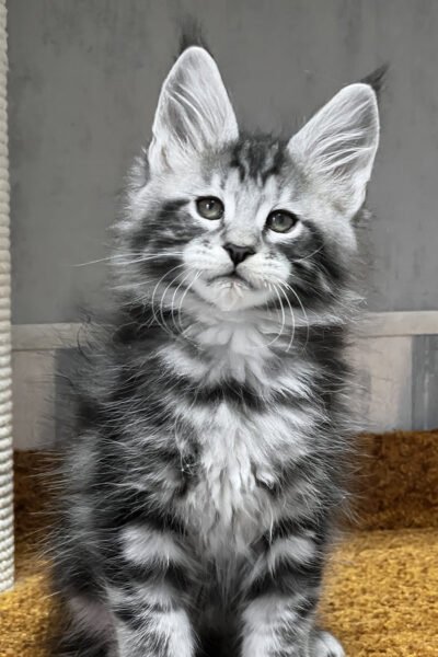 Glacier — Black Smoke Ticked Tabby Maine Coon — photo 3