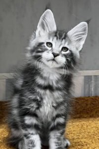 Glacier - Black Smoke Ticked Tabby