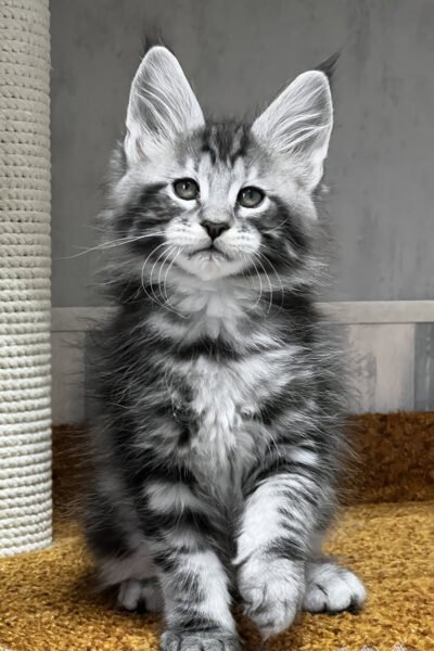 Glacier — Black Smoke Ticked Tabby Maine Coon — photo 2