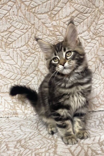 Roqol — Black Marble Maine Coon — photo 2