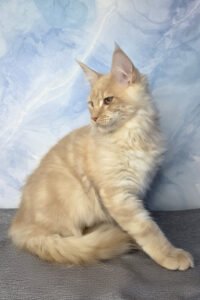 Elara - Red Smoke Blotched Tabby