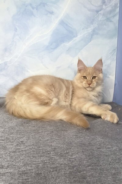 Elara — Red Smoke Blotched Tabby Maine Coon — photo 3