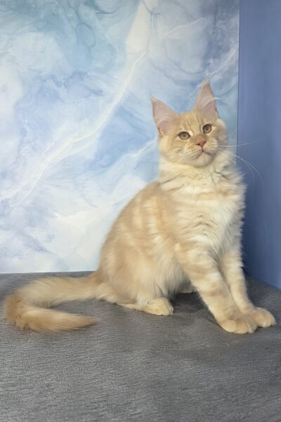 Elara — Red Smoke Blotched Tabby Maine Coon — photo 2