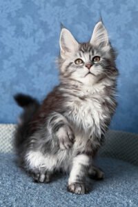 Zephyr - Black Smoke Blotched Tabby